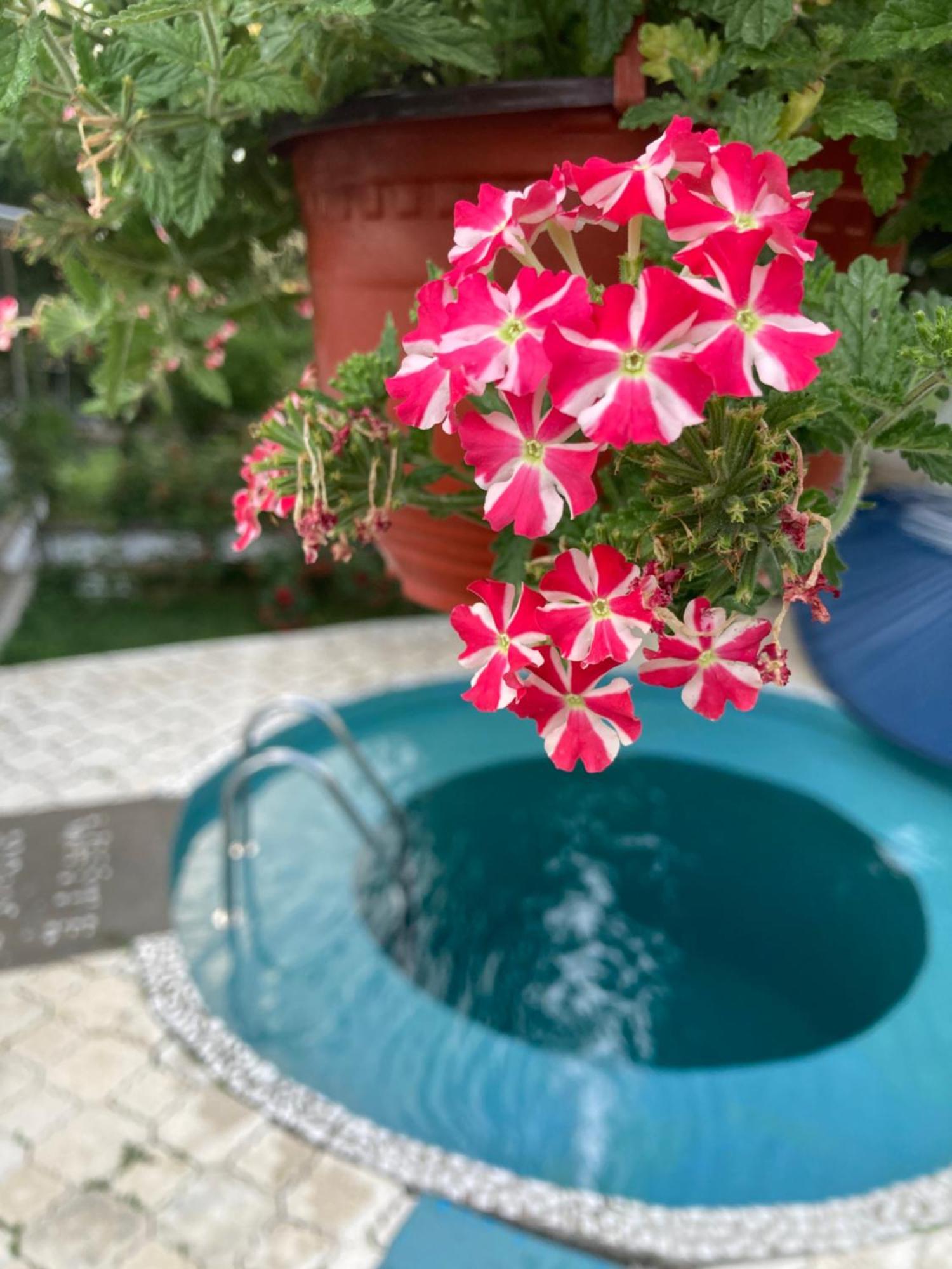 Apartman White House With Sauna And Jacuzzi 诺威萨 外观 照片